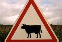 не заметил на дороге корову